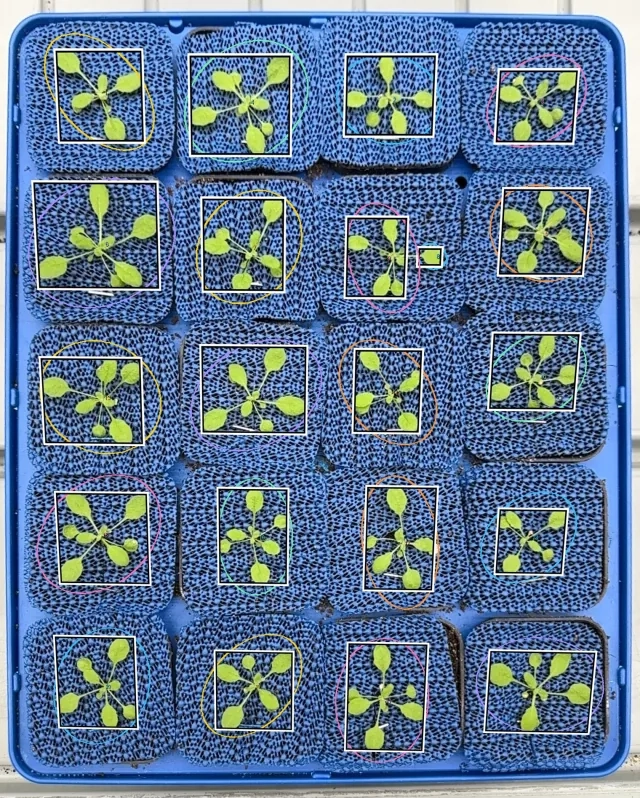 Arabidopsis tray image with fitted plant bounds and convex hull overlays in 2D.