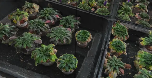 Textured tray-scale reconstruction of multiple plants.