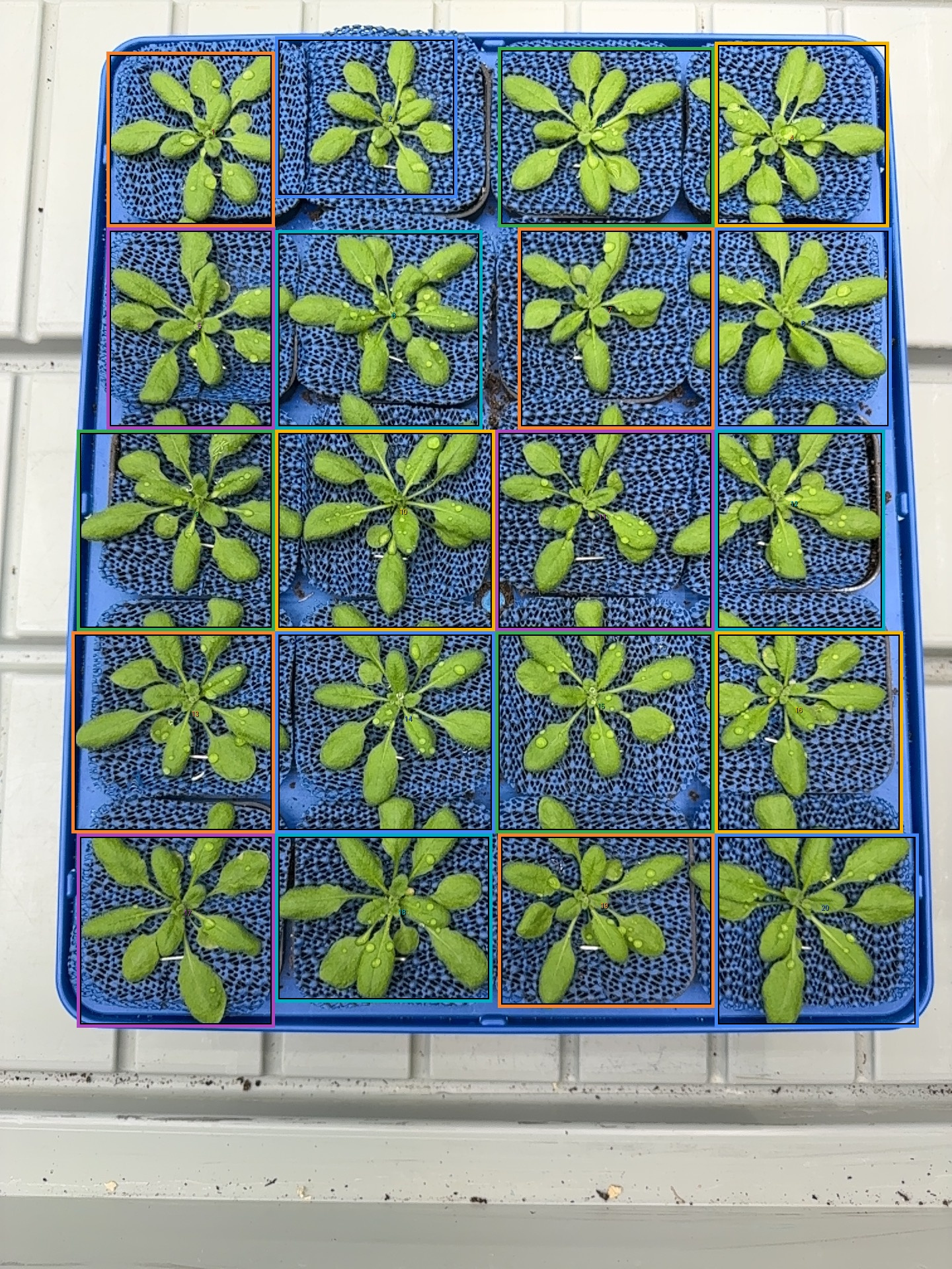 Segmentation overlay for the Arabidopsis tray