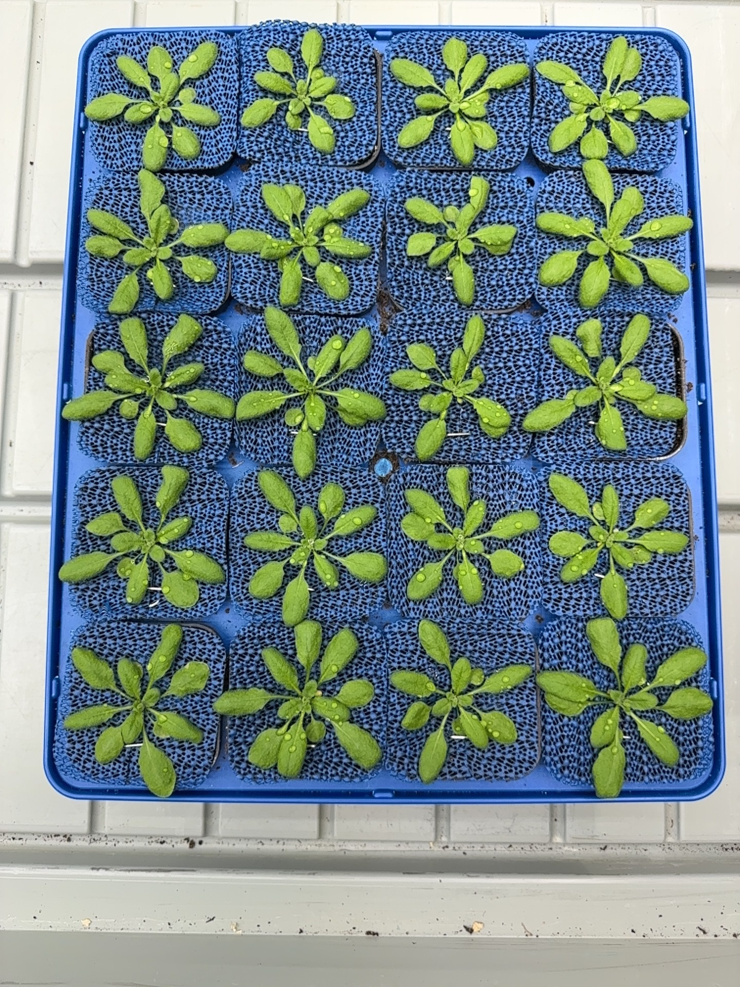 Selected RGB frame from the Arabidopsis tray