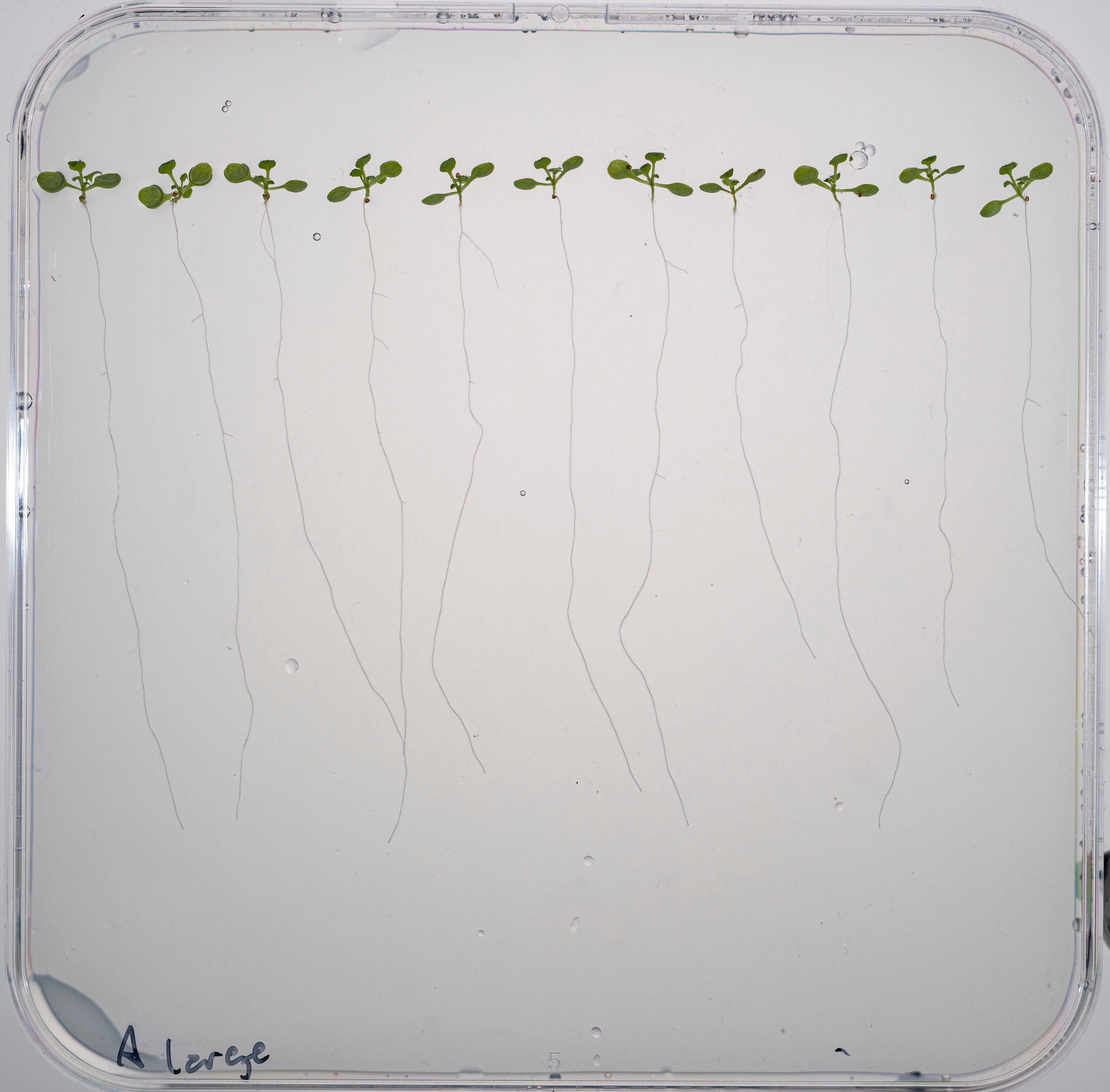 Selected Root Frame