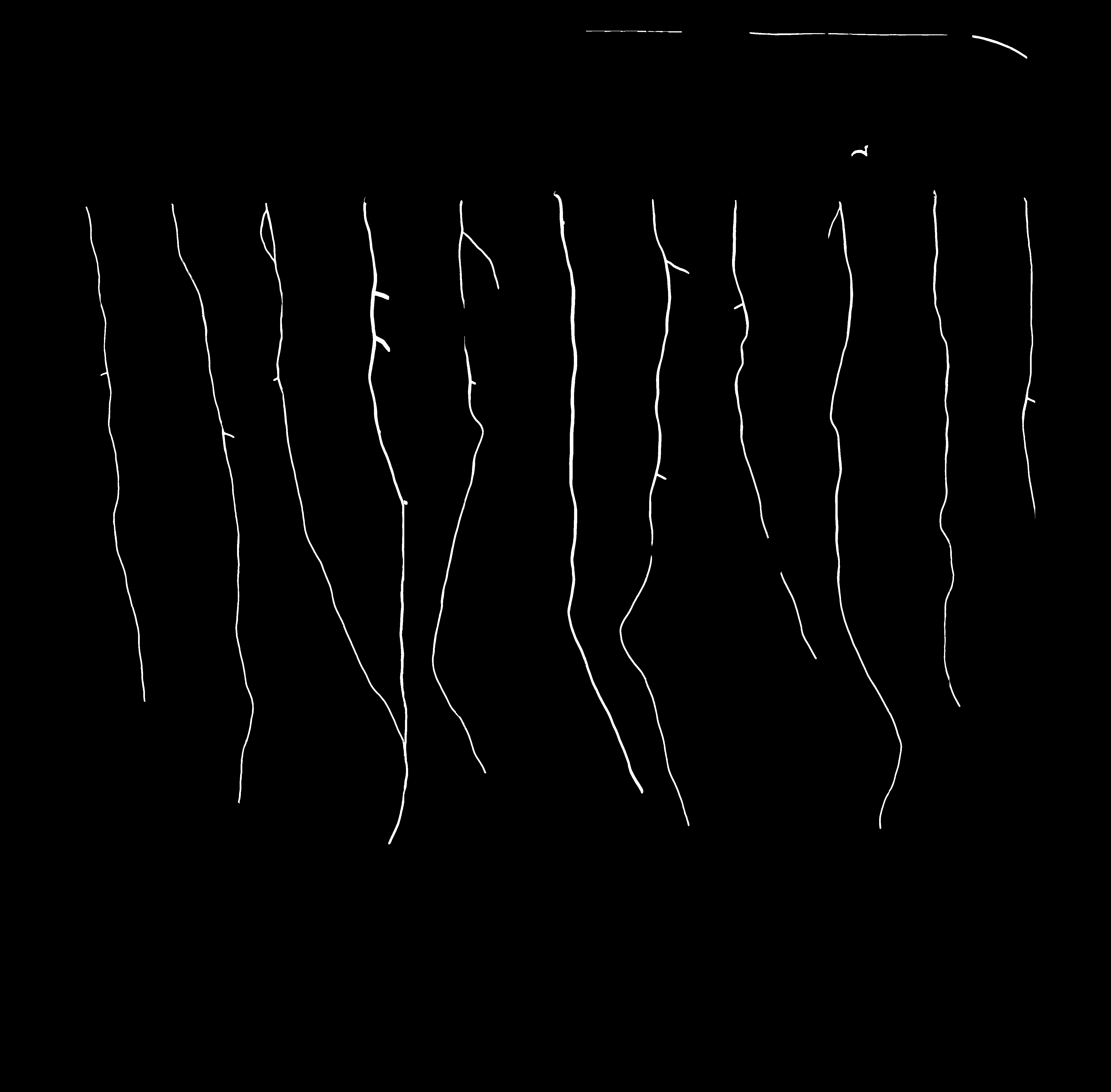 Primary Root Mask