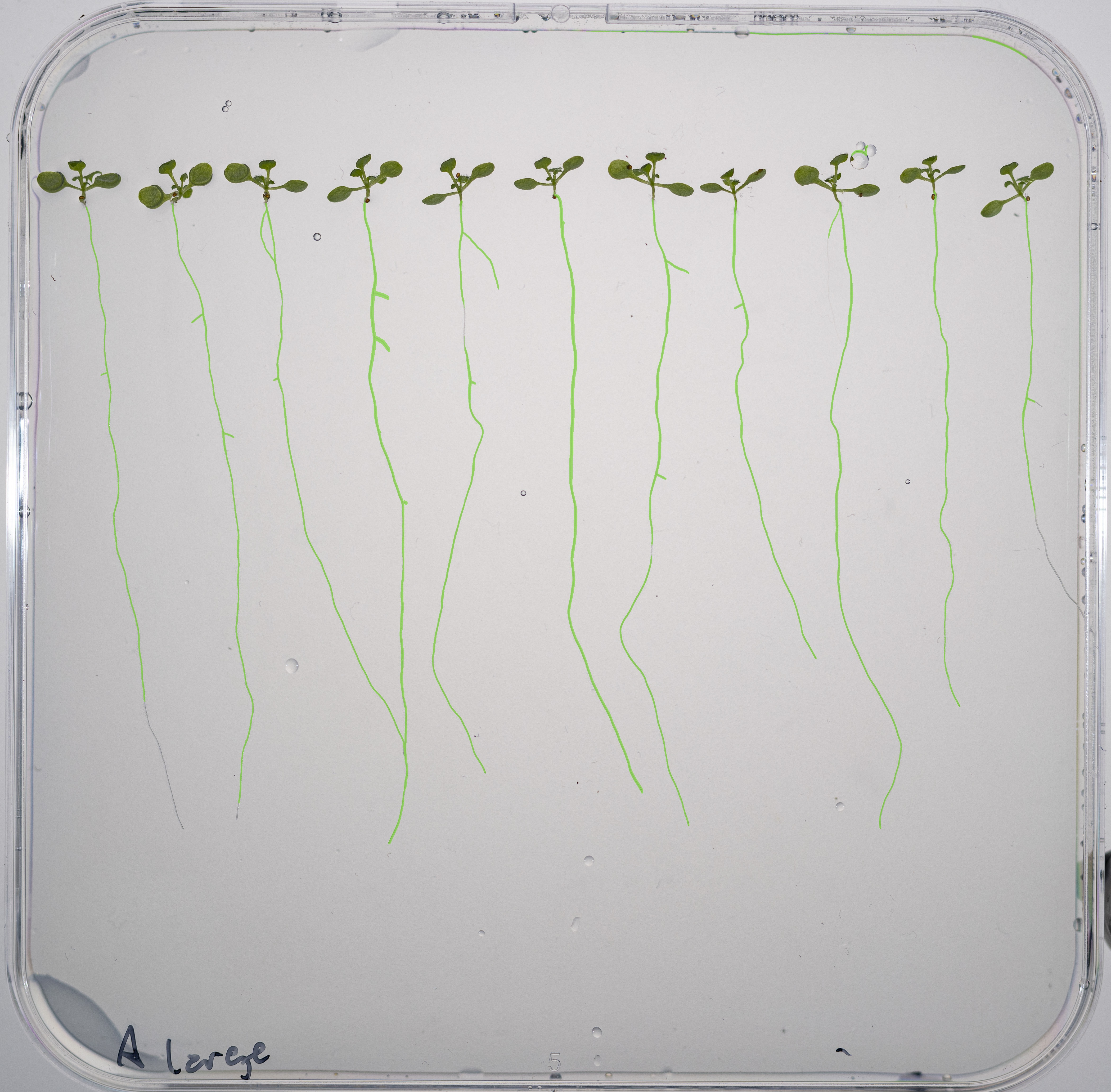 Root Segmentation Overlay