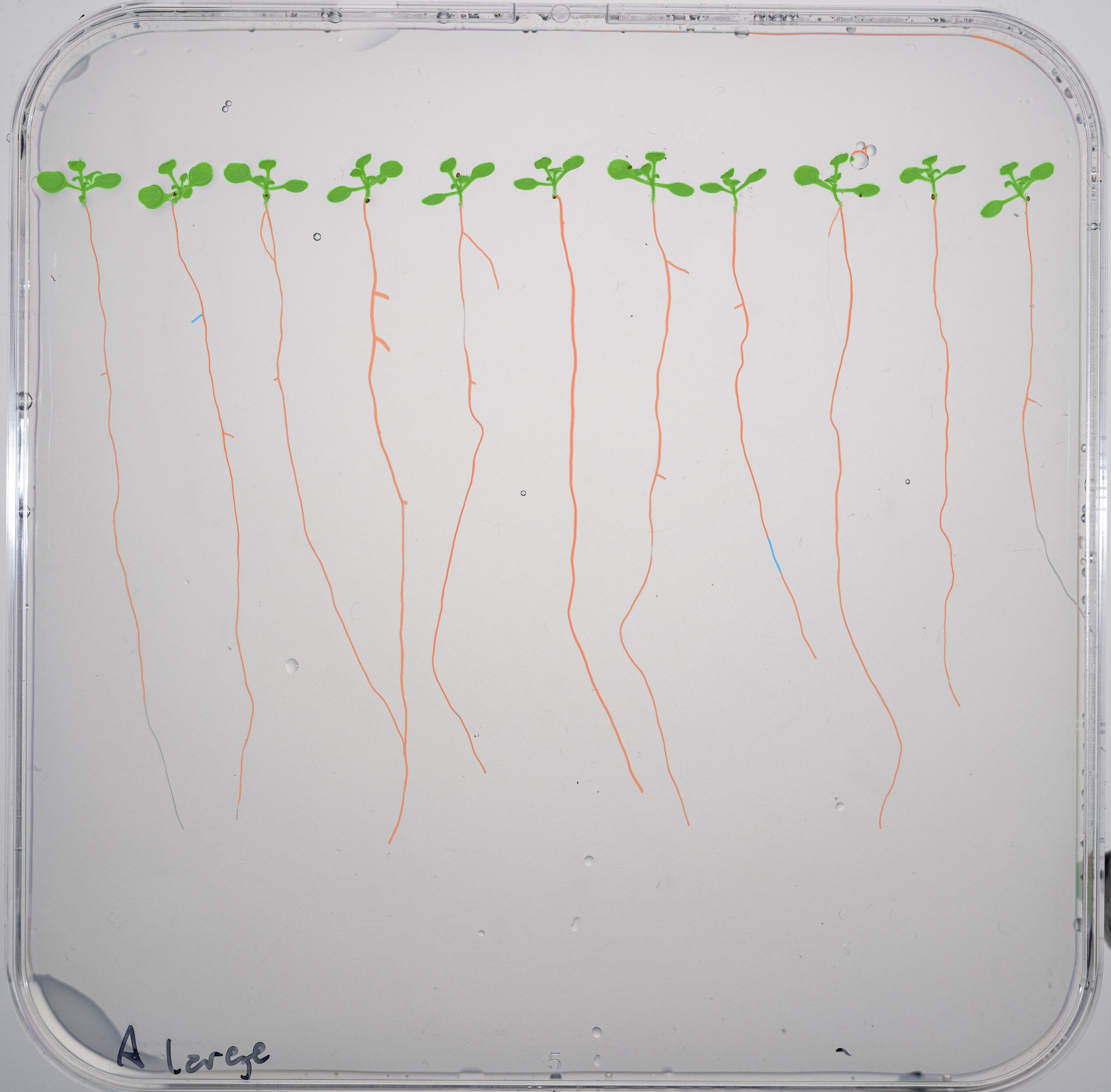 Primary vs Lateral Root Overlay