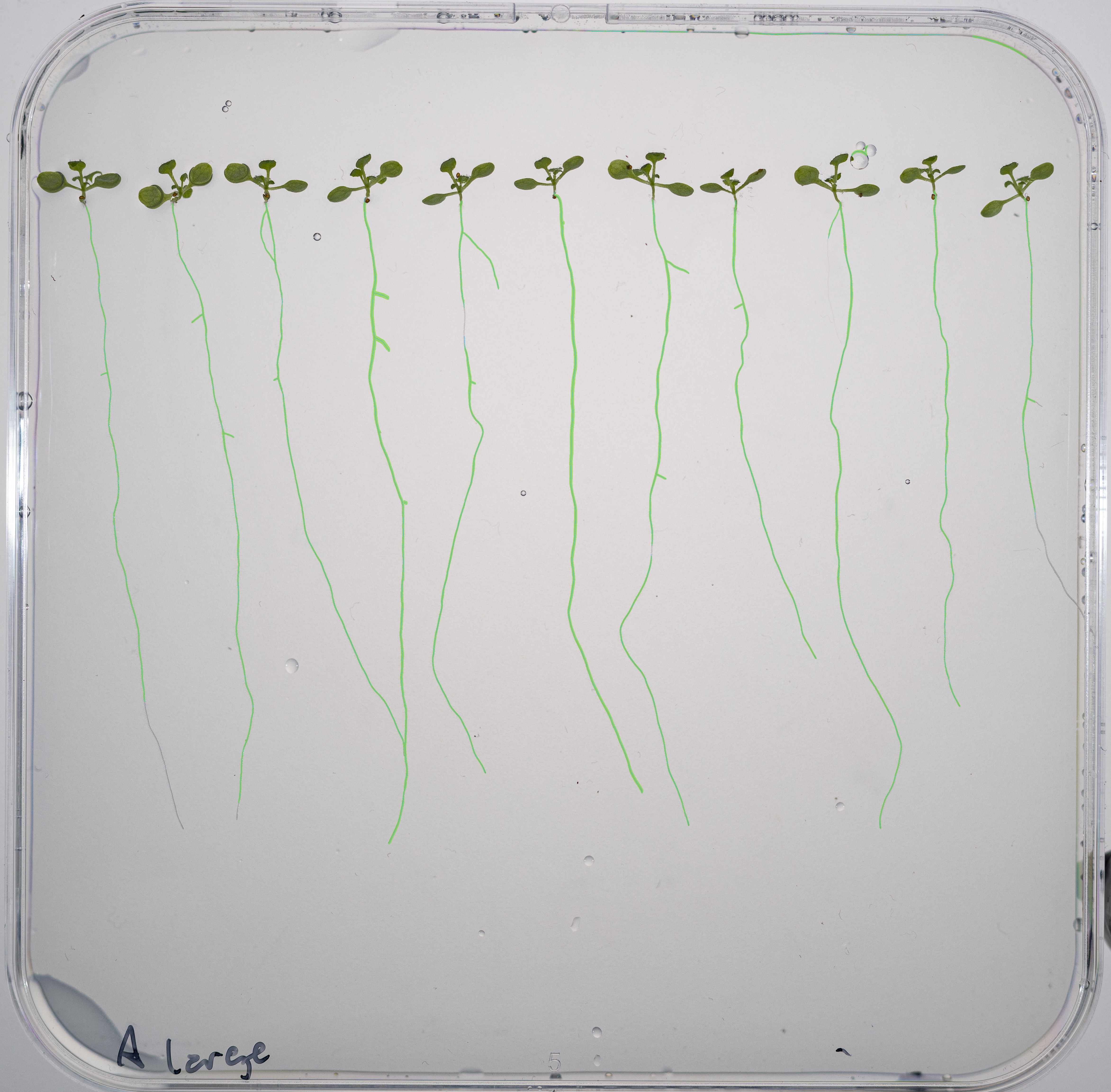 Root Skeleton Overlay